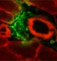 Mesenchymal stem cells (green) accumulate in skeletal muscle following exercise and release growth factors to spur regeneration. Mesenchymal stem cells (green) accumulate in skeletal muscle following exercise and release growth factors to spur regeneration.