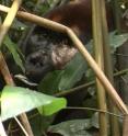 Ebobo, an adult male silverback western gorilla (<I>Gorilla gorilla</I>), lives near the headquarters of Nouabale Ndoki National Park in Republic of Congo.