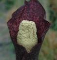This is a close-up of the reddish-purplish, leafy "spathe" surrounding the central "spadix" of the newly discovered plant species <I>Amorphophallus perrieri</I>, which grows to five feet tall, one-fourth the height of its more famous relative, the "corpse flower" or <I>Amorphophallus titanum</I>. While the spadix sometimes is referred to as the plant's "flower," in fact the lower part of the spadix, hidden by the spathe, is covered by hundreds of tiny flowers, each only a fraction of an inch big.