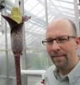 University of Utah botanist Greg Wahlert, a postdoctoral researcher in biology, and the upper part of a new plant species he discovered, <I>Amorphophallus perrieri</I>. The plant is in the same family as philodendrons, taro root, skunk cabbage and anthurium, which is common in floral arrangements.