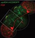 In left panel, projections from central clock cells (red) in the vicinity of the Upd-expressing nerve cells (green). An enlarged image, right, of the square in left panel. Upd-expressing nerve cells indicated with white arrows.