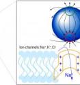 Optically excited quantum dots in close proximity to a cell control the opening of ion channels.