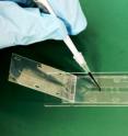 NIST researchers have combined a glass slide, plastic sheets and double-sided tape to create an inexpensive and simple-to-build microfluidic device for exposing an array of cells to different concentrations of a chemical. NIST researchers have combined a glass slide, plastic sheets and double-sided tape to create an inexpensive and simple-to-build microfluidic device for exposing an array of cells to different concentrations of a chemical.