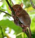 The Philippine tarsier, <i>Tarsius syrichta,</i> is the focus of a study on its ultrasonic mode of communication. The Philippine tarsier, <i>Tarsius syrichta,</i> is the focus of a study on its ultrasonic mode of communication.