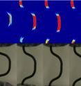 Georgia Tech researchers used a thermal camera to record the variation in surface temperature (top) of a shape-memory alloy experiencing loading and unloading. By inputting this information into their thermo-mechanical model, the researchers were able to accurately predict internal temperature and stress distributions for the material, which is being investigated for use in constructing seismic-resistant structures.