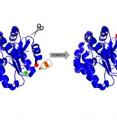 Minitransposons developed at Rice University have the ability to create "circularly permuted" proteins by joining the "N" terminus and "C" terminus of proteins and creating new terminals in other locations along the amino acid strands.