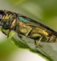 This is the Emerald ash borer, <i>Agrilus planipennis</i>.