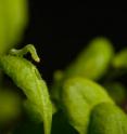 Rice University biologists found that plants with altered circadian clocks were unable to defend themselves against leaf-eating cabbage looper caterpillars.