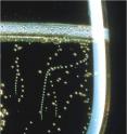 This is a photograph of a typical flute poured with champagne and particles acting as bubble nucleation sites freely floating in the bulk of the flute (called fliers), thus creating charming bubble trains in motion in the champagne bulk.