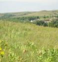 Scientists have found that US midwest drought reduced prairie grass growth most in June.