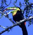 Rainbow-billed toucans like the one shown here normally are confined to lower elevations in Costa Rica, but global warming is allowing them to colonize mountain forests, where they compete with resident birds for food and nesting holes, and prey on their eggs and nestlings.