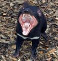Researchers reporting in the Feb. 17 issue of the Cell Press journal <i>Cell</i> have sequenced the complete genome of one immortal devil. The genomes of the Tasmanian devil and its transmissible cancer may help to explain how that cancer went from a single individual to spreading through the population like wildfire.