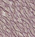 When crossing over alternating horizontal strips of substrates produced by researchers, cells (in purple) line up in uniform, diagonal structures, creating an architectural pattern similar to those found in living tissue.