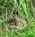 The eastern massasauga rattlesnake normally spends spring in shallow wetlands and summer in drier upland areas.