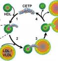 (1) CETP penetrates HDL to its cholesterol core. (2) Upon interaction with LDL/VLDL, molecular forces cause the formation of pores at either end of CETP. (3) These pores connect with CETP’s central cavities to form a tunnel for the transfer of cholesterol to LDL/VLDL, which (4) reduces HDL in size.
