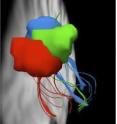 The three colors demonstrate one-to-one mapping from the first place visual information comes from the eyes and its path to the parietal cortex.