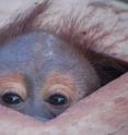 This is "Julius," a baby orangutan saved from an illegal trader in North Sumatra, Indonesia.  He is expected to be released back into the wild in the near future.