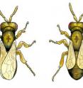 Two Nasonia wasps, <I>N. giraulti</I> (left) and <I>N. vitripennis</I> (right), have significantly different wing sizes.