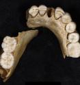 These are teeth from a Neandertal boy found in northern Spain. These are teeth from a Neandertal boy found in northern Spain.