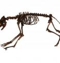 This skeleton is a composite from the University of California Museum of Paleontology.
