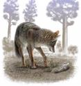 This is a modern coyote and a Pleistocene coyote skull.