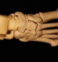 The tarsals are the bones that make up the ankle, heel and rear part of the arch in a human foot. Researchers have developed means of determining the biological sex of partial skeletal remains using these bones.