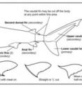 Fins labeled primary are most commonly harvested, while fins labeled secondary are only sometimes harvested; the three common fin cuts leave varying levels of meat attached to the fin.