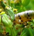 A parsnip webworm (<i>Depressaria pastinacella</i>) attacks the reproductive parts of wild parsnip (<i>Pastinaca sativa</i>). But the parsnip's defenses include a natural insecticide, which limits the capacity of the webworm to inflict damage. A new mathematical model demonstrates that multiple traits in host-parasite interactions give the host an evolutionary advantage that helps it survive.