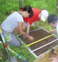 From the left, ORNL's Joanne Childs, Colleen Iversen and Rich Norby dig soil pits and excavate roots and soil at the FACE site.