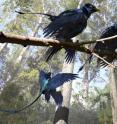 This is an artist's recreation of Microraptor, a pigeon-sized, four-winged dinosaur that lived about 130 million years ago. Recent research has shown that the dinosaur had iridescent plumage. This is an artist's recreation of Microraptor, a pigeon-sized, four-winged dinosaur that lived about 130 million years ago. Recent research has shown that the dinosaur had iridescent plumage.