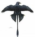 This is a reconstruction of a Microraptor based on digital overlays of nine fossilized specimens. Microraptor was a pigeon-sized, four-winged dinosaur that lived about 130 million years ago.