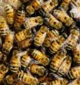 New research indicates that individual honey bees differ in personality traits such as novelty-seeking.