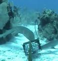 Filmed at Belize’s Glover's Reef Marine Reserve, which is a coral atoll, this footage shows a juvenile nurse shark (<i>Ginglymostoma cirratum</i>) (left) and Caribbean reef shark (<i>Carcharhinus perezi</i>) (right) competing for access to the bait cage of one of the baited remote underwater video cameras used in the study, nicknamed “chum cams.”