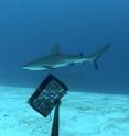 Filmed at Glover’s Reef Marine Reserve, this footage shows a sub-adult Caribbean reef shark (<I>Carcharhinus perezi</I>) swimming near the bait cage of one of the baited remote underwater video cameras, nicknamed “chum cams,” used in the study.