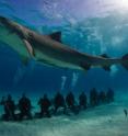 A large female tiger shark (<I>Galeocerdo cuvier</I>) circles a group of divers at a popular dive-tourism site, nicknamed "Tiger Beach" in the Bahamas.