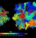 In a new study that challenges the "RNA World" hypothesis, researchers constructed an evolutionary history of the RNA (left) and protein (right, shown with the ribosomal RNA) components of the ribosome. Older components are shown in red; more recent ones are blue. The two timelines "showed great congruence" and suggest that ribosomal proteins co-evolved with ribosomal RNAs.