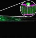 Repair of the plasma membrane of a cell: for the first time, researchers have observed the relevant repair mechanisms in zebrafish.