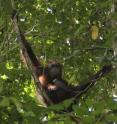 Jenny, a wild orangutan about 32 years old and living in north Borneo (pictured here), and her 11-year-old son Etin were subjects in the study looking at the stress effects of eco-tourism on animals in the wild.