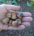 In 2011, the acorn crop was scarce.