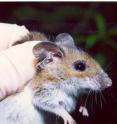 Populations of white-footed mice are declining due to the shortage of acorns.