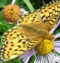 A Mormon Fritillary butterfly feeds on an aspen fleabane daisy, a main nectar source.