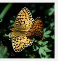Mormon Fritillary butterflies mate in the Rocky Mountains: will this population survive?