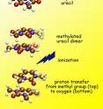Uracil is one of the four bases of RNA (carbon atoms are brown, nitrogen purple, oxygen red, hydrogen white). Because methyl groups discourage hydrogen bonding, methylated uracil should be incapable of proton transfer. But after ionization of methylated uracil dimers, a proton moves by a different route, from one monomer to the other.