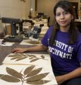 This is Yamini Kashimshetty, with leaves from an American Chestnut, in UC's herbarium. Ranked among the top 10 percent of US herbaria on the basis of size, range and scientific value of its unique collection, the UC herbarium holds more than 70,000 specimens.