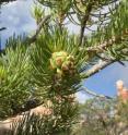 A new study finds that man-made noise has ripple effects on plants such as piñon pine, whose natural seed dispersers tend to avoid noisy areas.