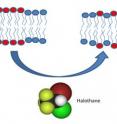 Different lipid molecules in the cell membrane separate out into an ordered region (red) and surrounding disordered regions (blue). Inhalation anesthetic molecules such as halothane cause these lipid regions to mix, potentially affecting the function of ion channel proteins found embedded in the membrane.