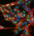 This is an immunofluorescence microscopy image of the induced neural stem cells (iNSCs) using antibodies against two neural stem cell markers SSEA1 (red color) and Olig2 (green color).