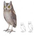 Illustration of the common European scops owl and the extinct <I>Otus mauli</I> species from Madeira.