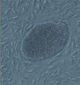 This is a microscopic image from the mouse embryonic stem cell metabolism study in Seattle.