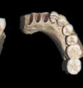 Focusing on mitochondrial DNA sequences from 13 Neandertal individuals, including a new sequence from the site of Valdegoba cave in northern Spain, the research team of Rolf Quam, a Binghamton University anthropologist, Anders Götherström at Uppsala University and Love Dalén at the Swedish Museum of Natural History, found some surprising results.